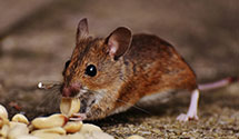 24 Hour & Emergency Exterminators in Laager, TN